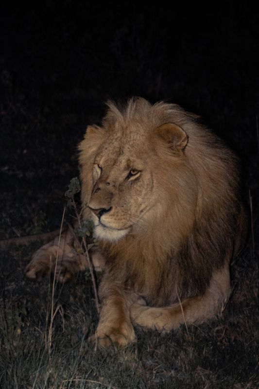 Löwen Portrait bei Nacht